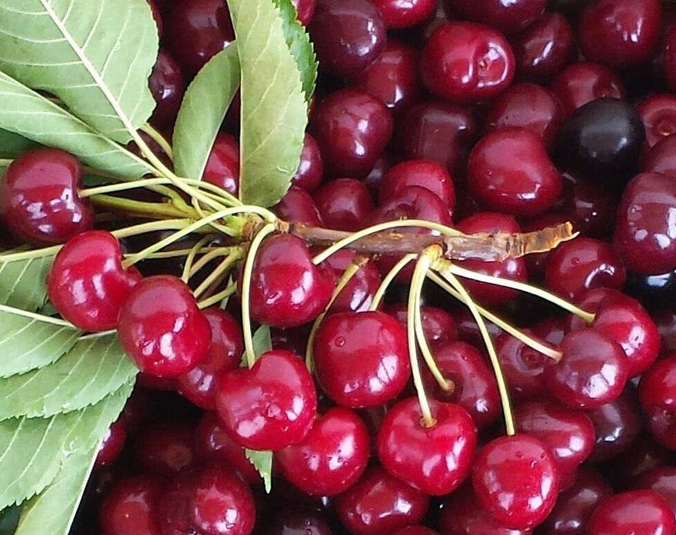 How to Freeze Cherries (Fruit)