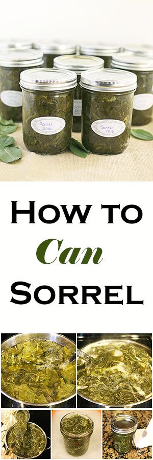 How to Can Sorrel