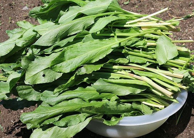 How to Can Sorrel