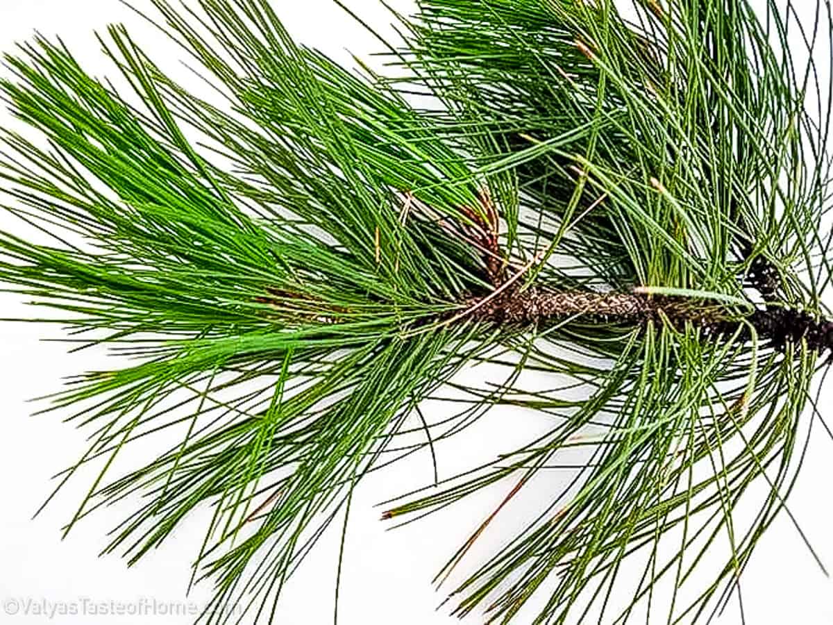 You'll also need some pine tree needles to get the cherry effect properly!